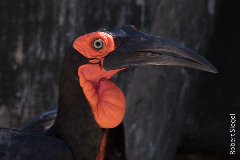 ground hornbill